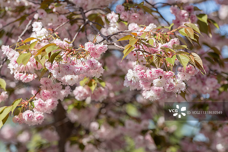 春天城市公园里盛开的日本樱花图片素材