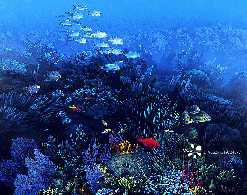 加勒比海的珊瑚礁图片素材