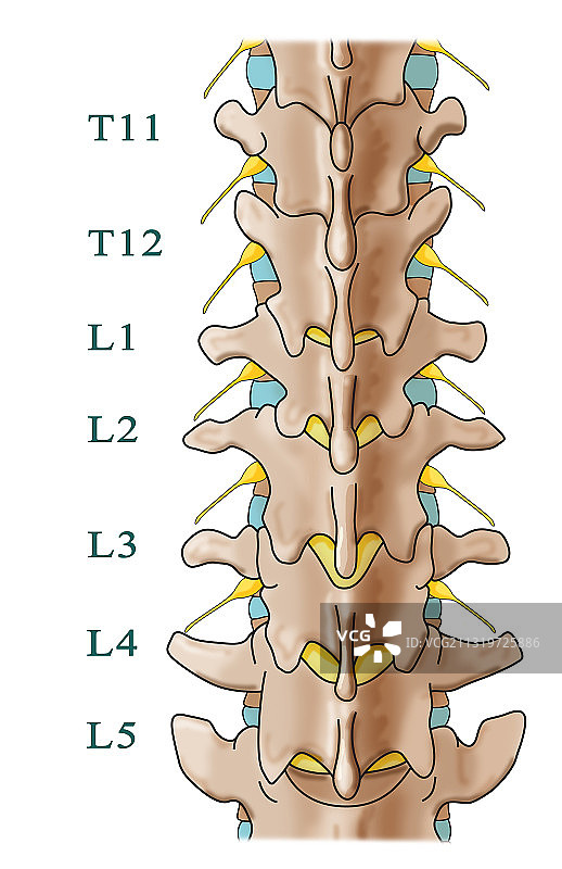 腰椎解剖学，插图图片素材
