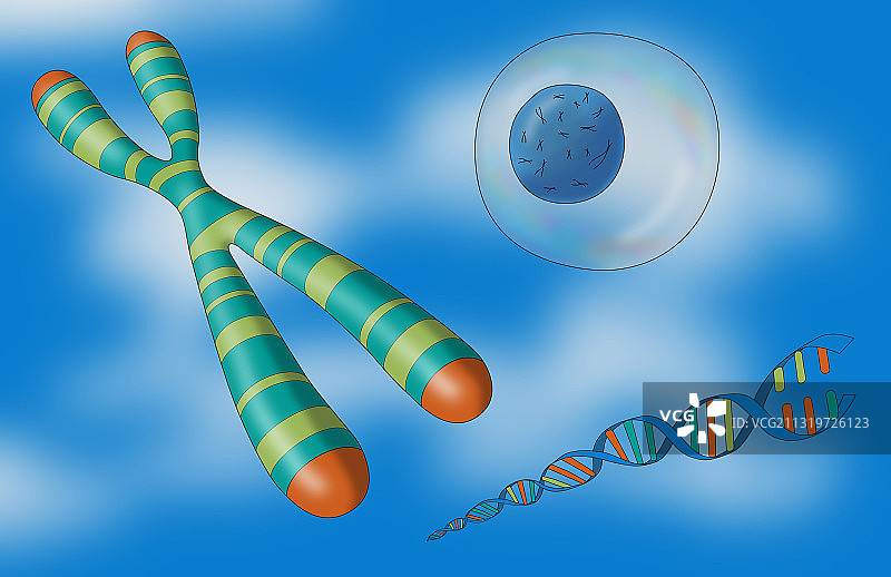 端粒，染色体，DNA和细胞，插图图片素材