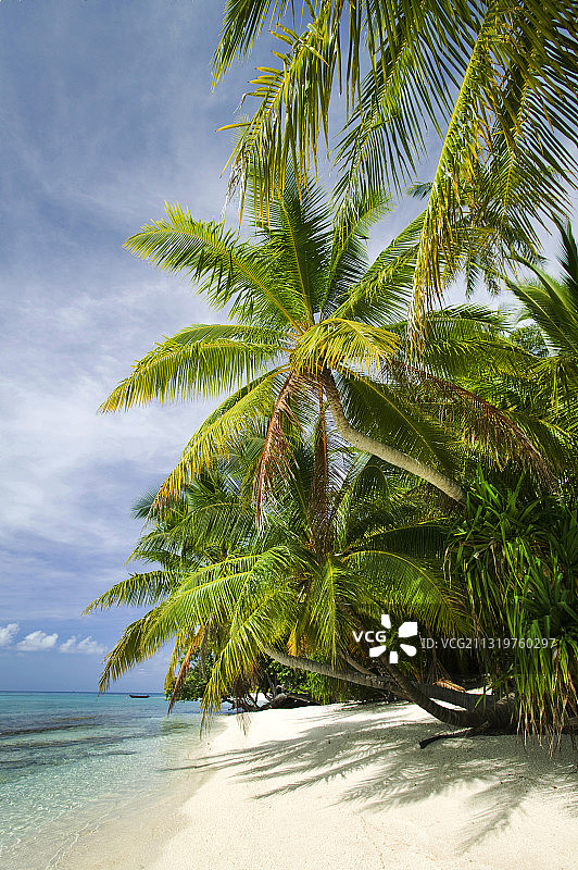 图瓦卢富纳富提环礁上生长的棕榈树。图片素材