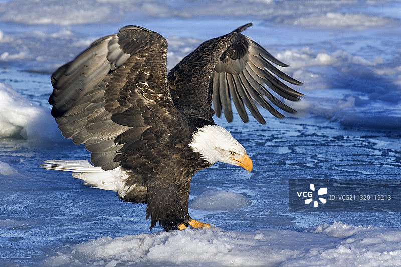 浮冰上举起翅膀的秃鹰图片素材