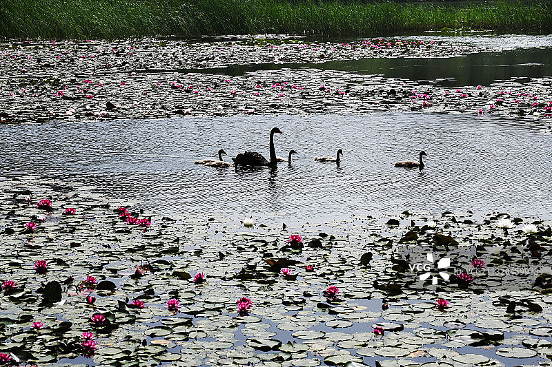 山东枣庄滕州市微山湖红荷湿地景区自在游弋的黑天鹅图片素材