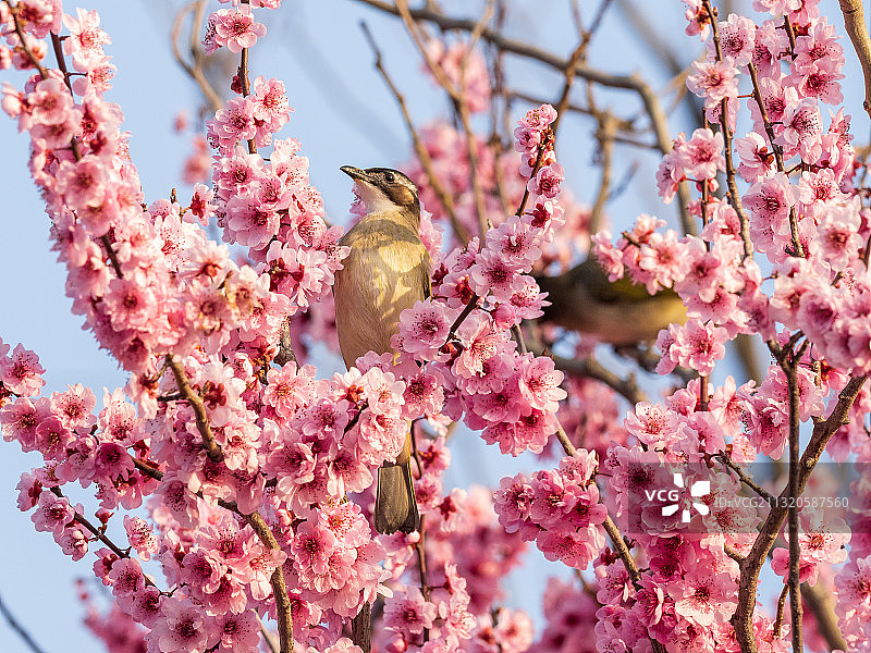 春天的花与鸟图片素材