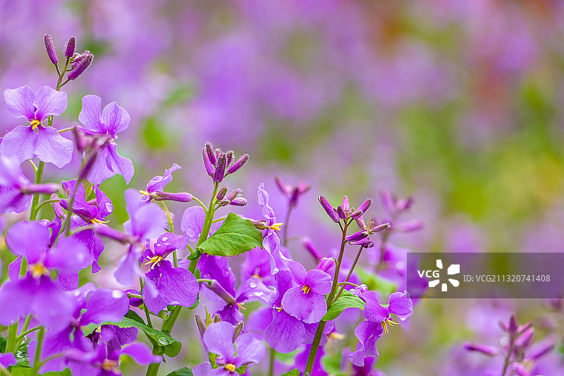 紫色二月兰花海图片素材