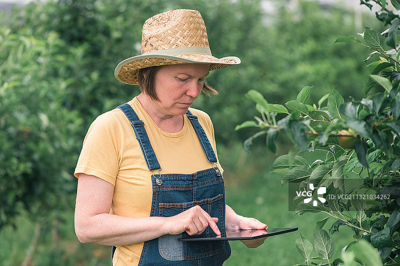 塞尔维亚，一名在树莓农场工作的妇女图片素材