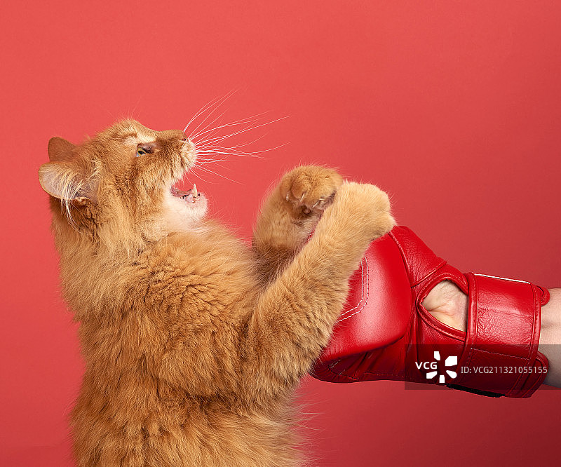成年红猫戴着红色拳击手套打架图片素材