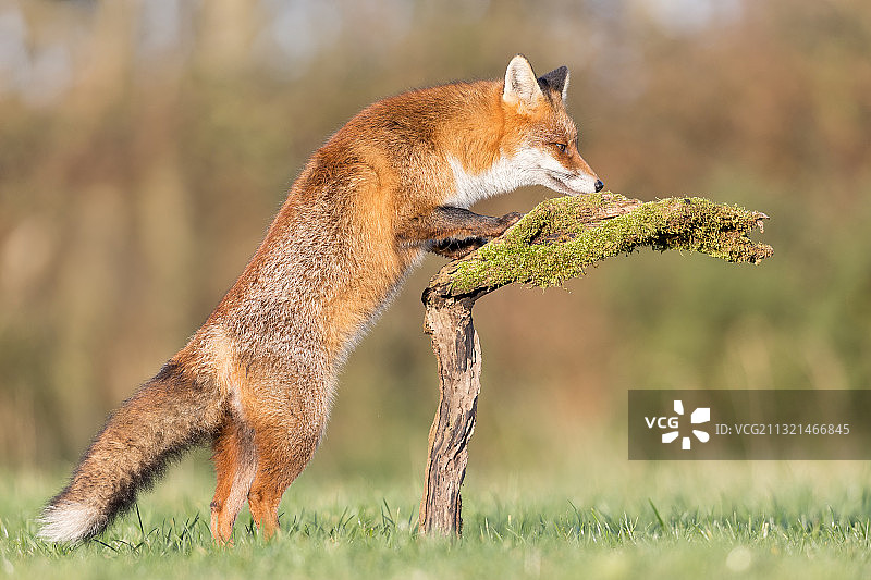 爱尔兰Dunleckny草地上叼着木棍的红狐的侧面图片素材