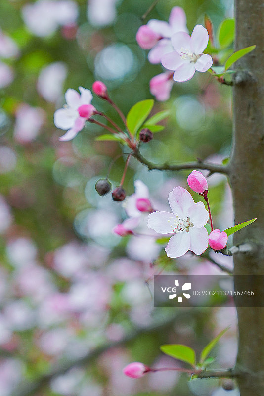 昆山樱花季节图片素材