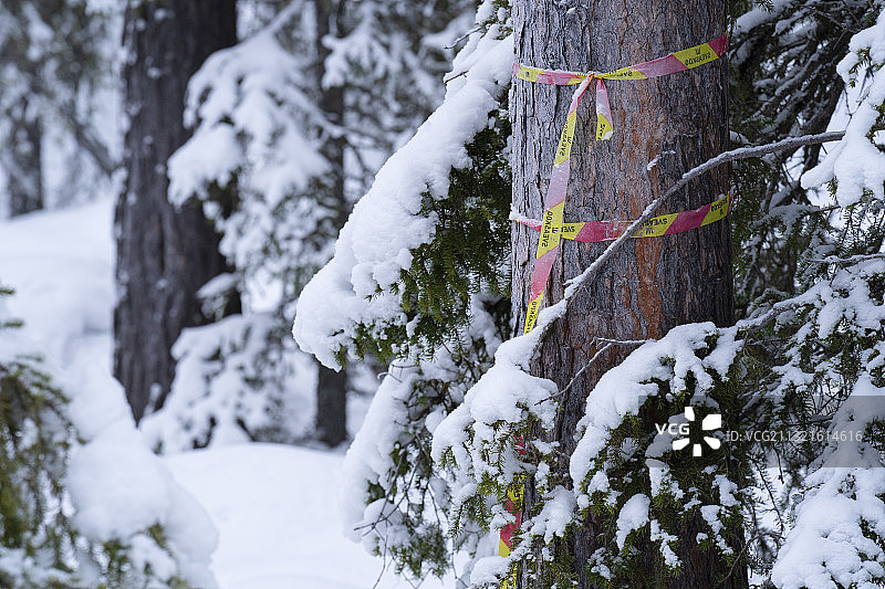 瑞典拉普兰的苏格兰松树和挪威云杉图片素材