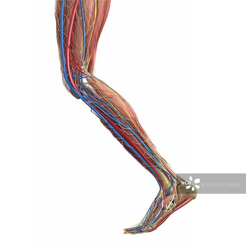 腿部肌肉人体腿部解剖学图片素材
