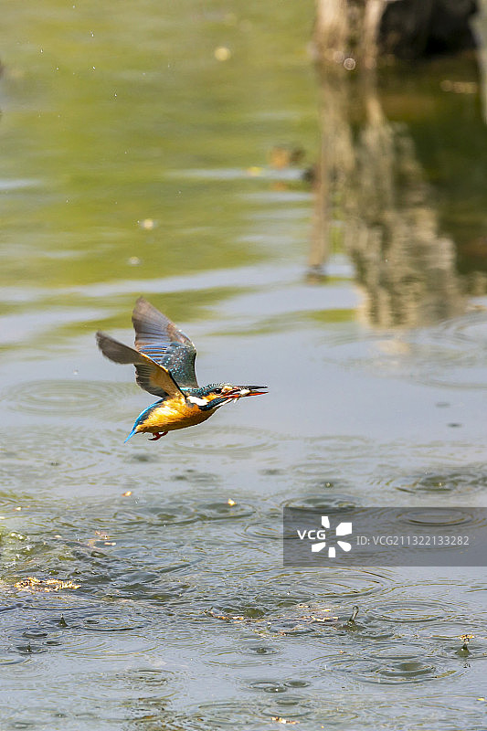 池塘上飞翔的翠鸟图片素材