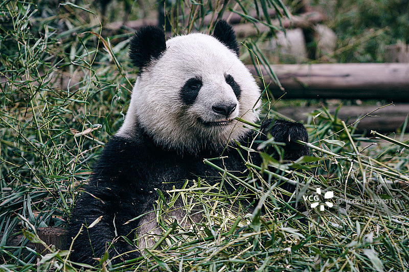 成都大熊猫繁育基地的大熊猫图片素材