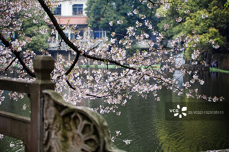 武大樱花，荷花池旁小桥流水图片素材