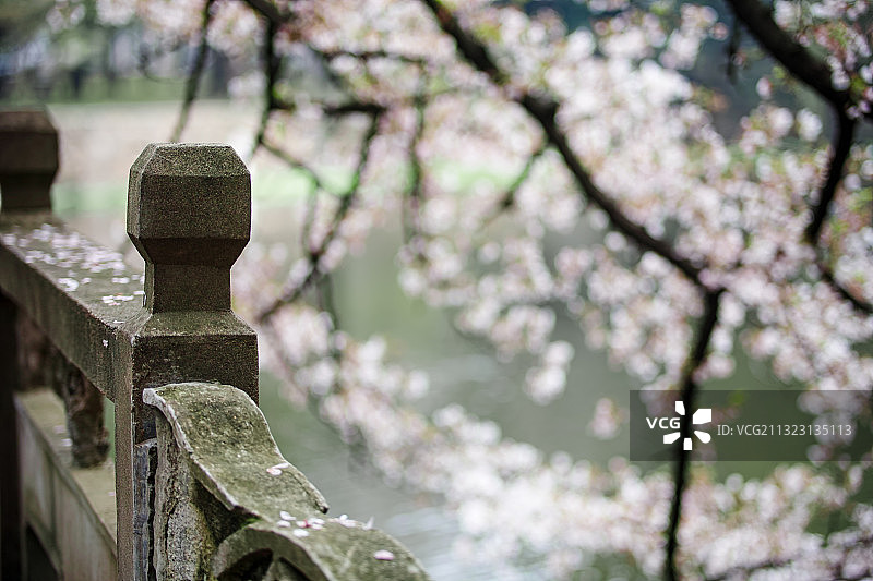 武大樱花，荷花池旁小桥流水图片素材
