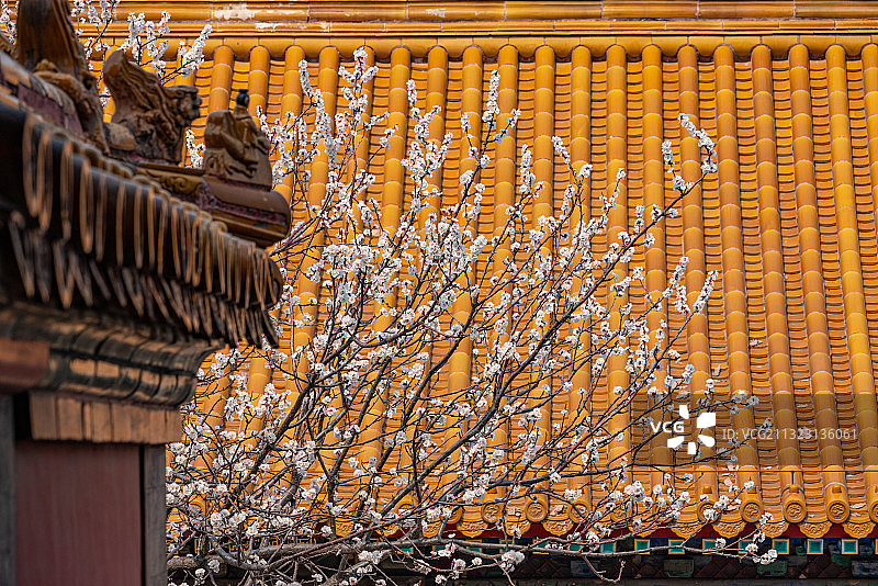 春天故宫的黄色琉璃瓦屋檐与白色杏花图片素材