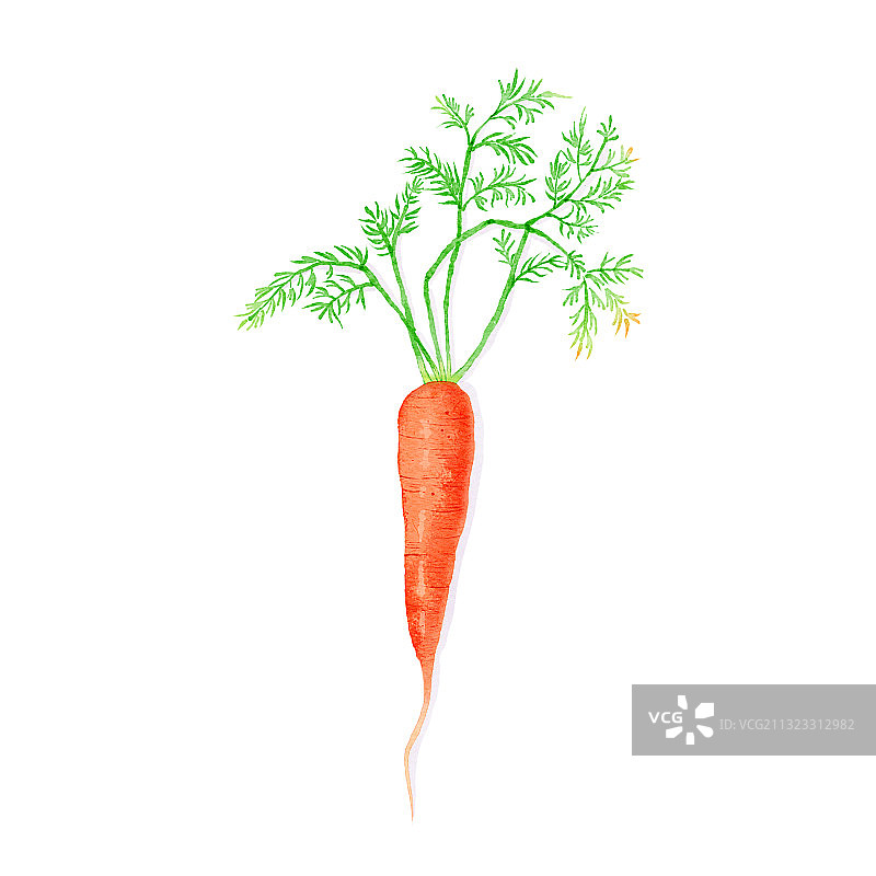 手绘水彩健康蔬菜胡萝卜图片素材