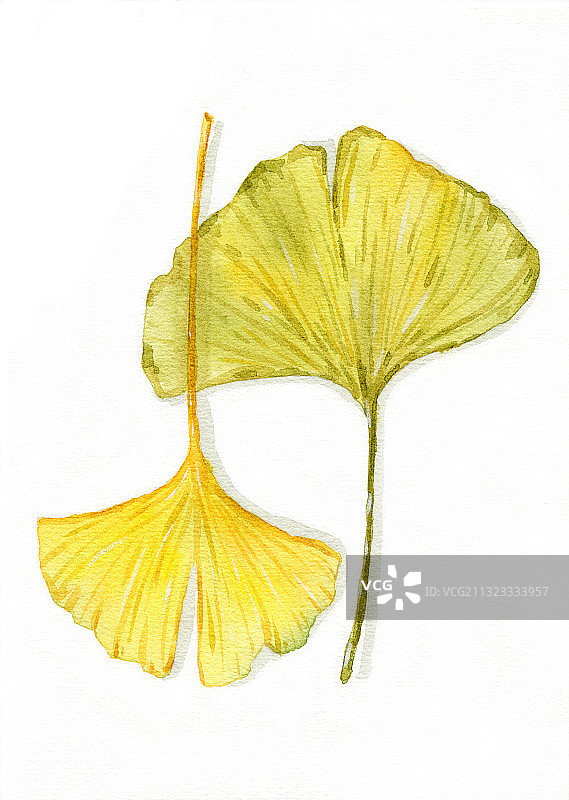 手绘水彩植物银杏叶素材元素插画图片素材