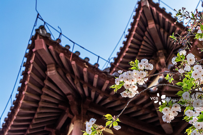 西安青龙寺樱花盛开图片素材