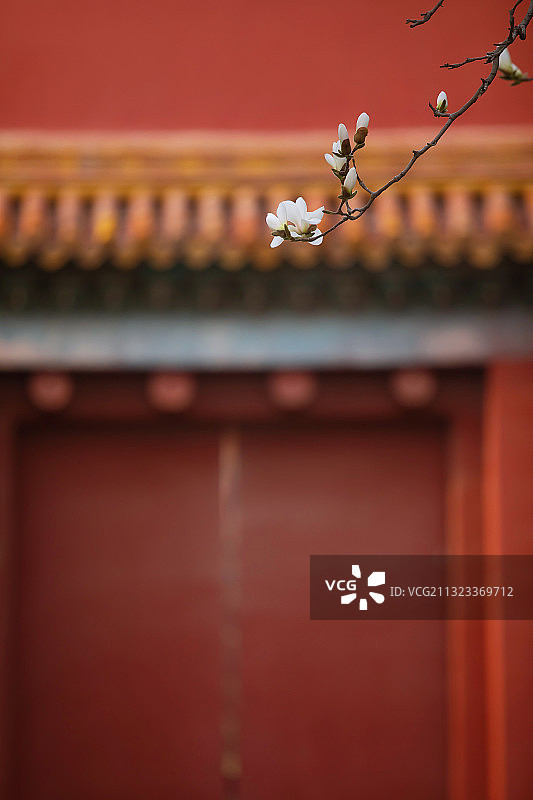 白玉兰,红墙,春天,中国风图片素材