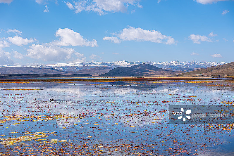 甘南尕海湖水鸟湿地湖水雪山风光图片素材
