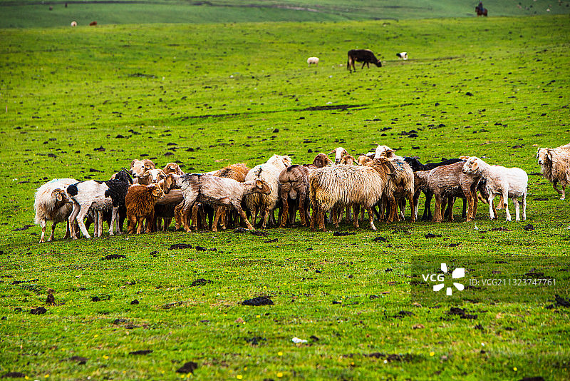 新疆-伊犁-天山-特克斯-喀拉峻草原风光图片素材