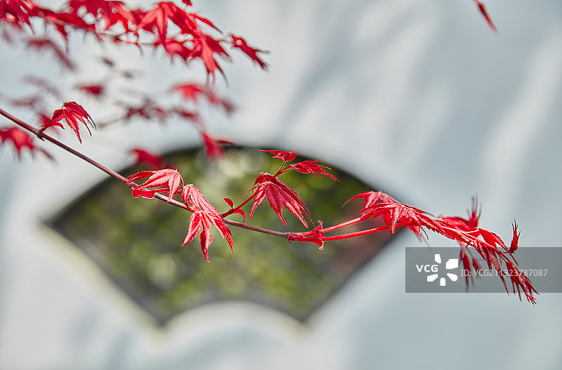 上海真如公园内的红色枫叶，在白墙背景上的中式扇形窗图片素材
