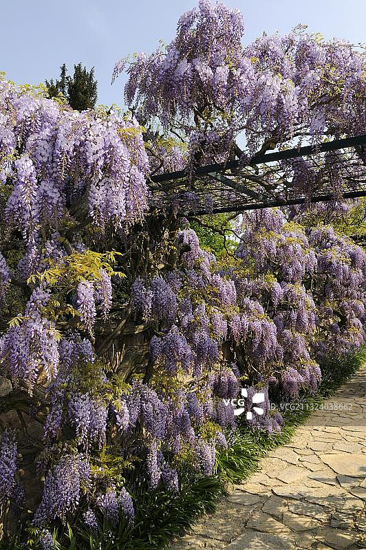 中国紫藤(wisteria sinensis)图片素材