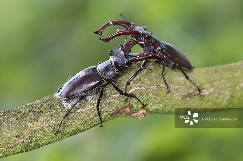 鹿甲虫(鹿)下萨克森州，德国，欧洲图片素材