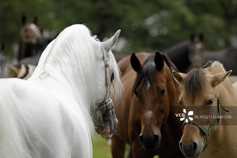 阿拉伯纯种马，种马，母马，灰色图片素材