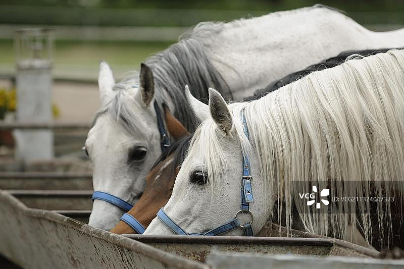 阿拉伯纯种马，三匹母马从水槽里喝水图片素材