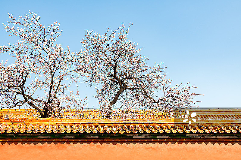 春天北京故宫博物院里盛开的白色杏花图片素材