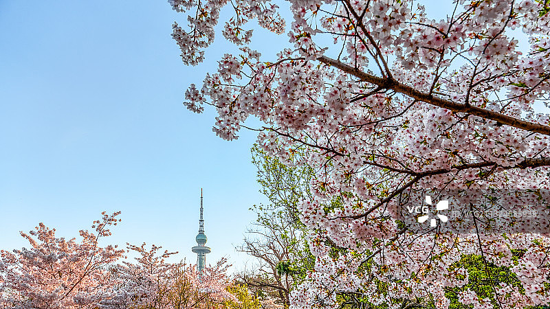 青岛市中山公园樱花季图片素材