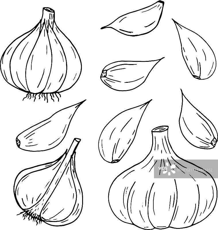 大蒜集图标标签菜单草图手绘图片素材