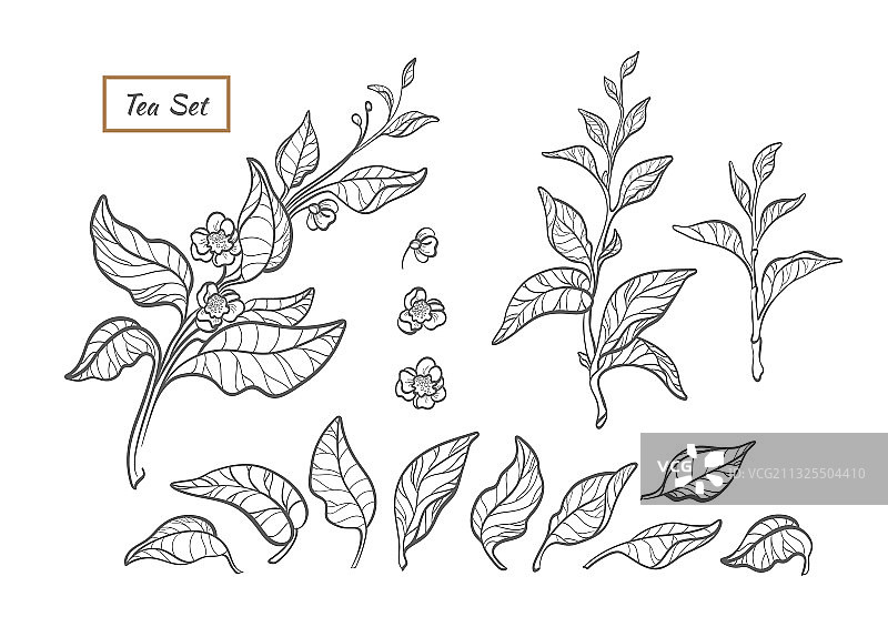 自然套艺线设计茶树丛图片素材