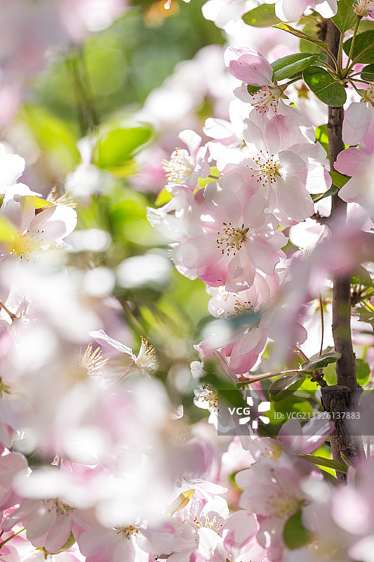 春天盛开的海棠花图片素材