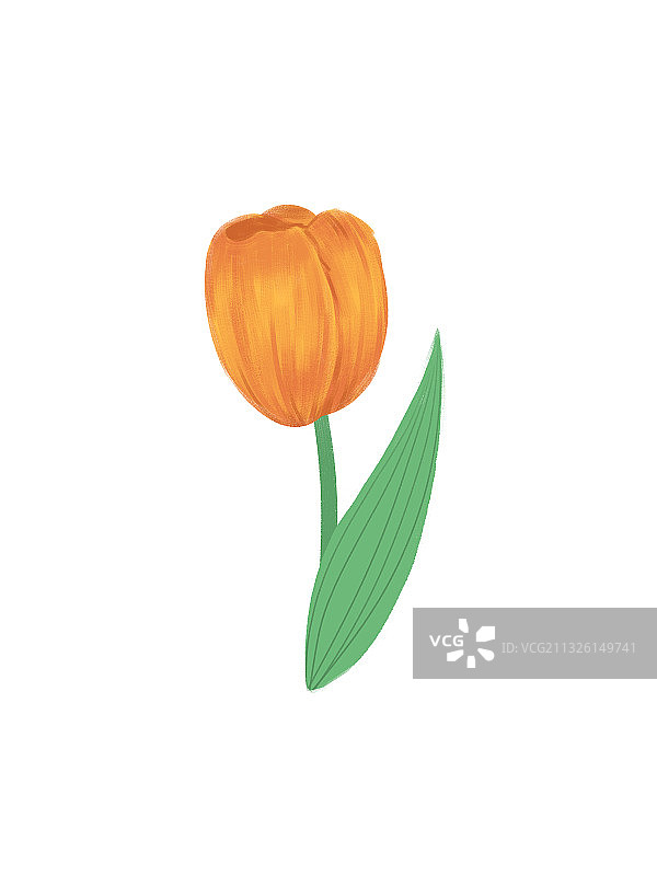 单朵郁金香素材花卉元素插画图片素材