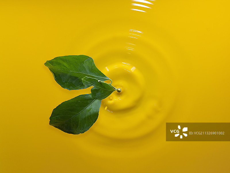 黄色水滴在黄色叶子上的特写，巴里，意大利图片素材