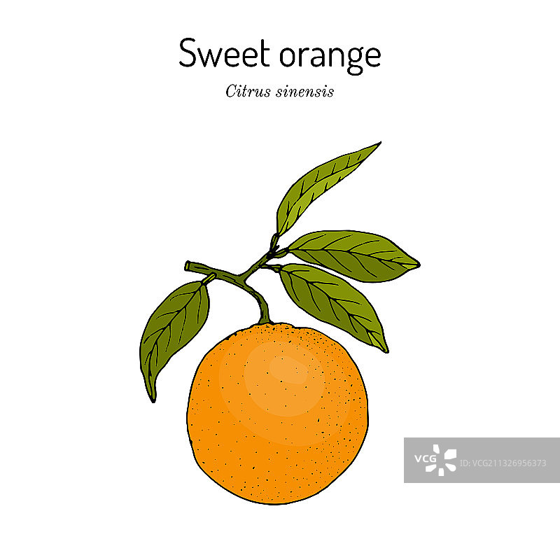 甜橙枝柑橘，食用多汁图片素材