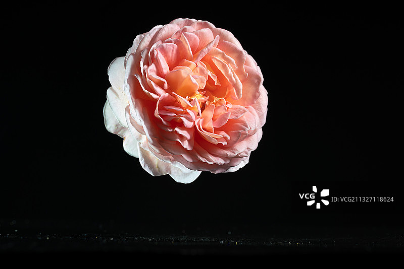 黑色背景跳动的亚伯拉罕林肯月季花花瓣广告素材图片素材