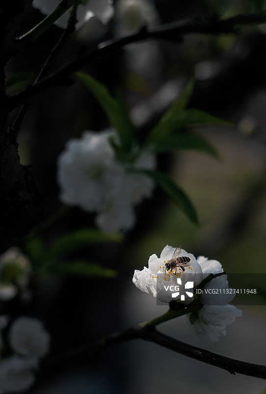 蜜蜂采桃花蜜图片素材