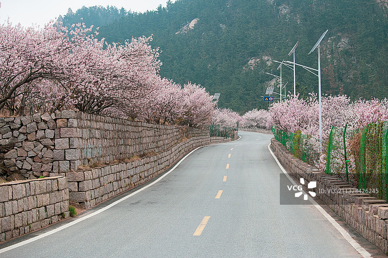 樱花公路图片素材
