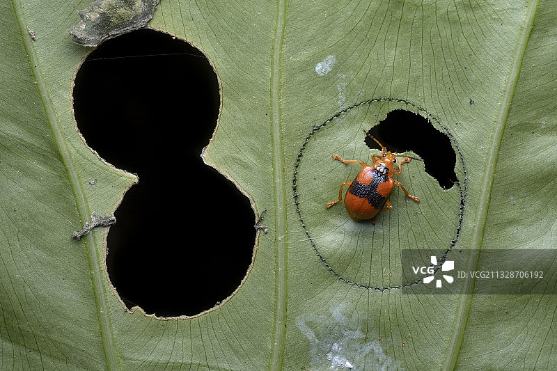 昆虫艺术家（萤叶甲）图片素材