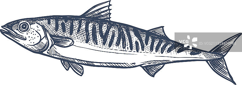马鲛鱼常见的鲭鱼孤立素描图标图片素材