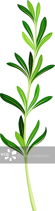 作为多年生草本植物的绿色迷迭香嫩枝图片素材