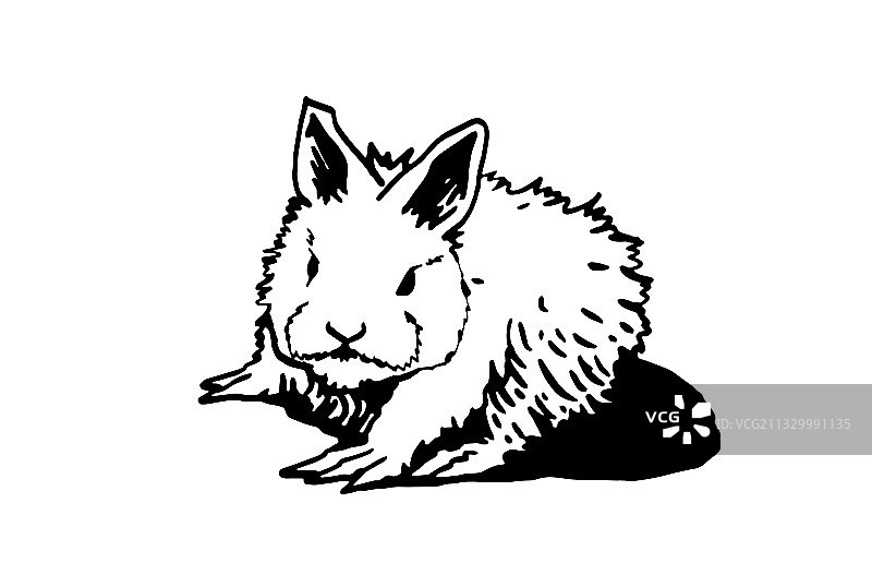 图形手绘兔子在白色的背景图片素材