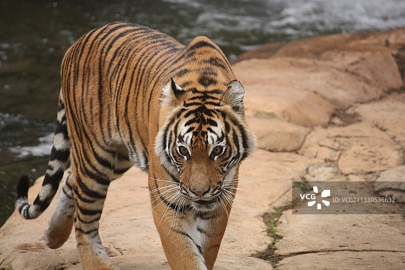 老虎站在步道上的肖像，堪培拉，澳大利亚首都领地，澳大利亚图片素材