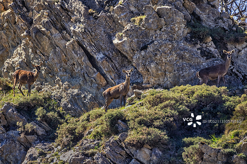 高角度的鹿站在岩石上图片素材