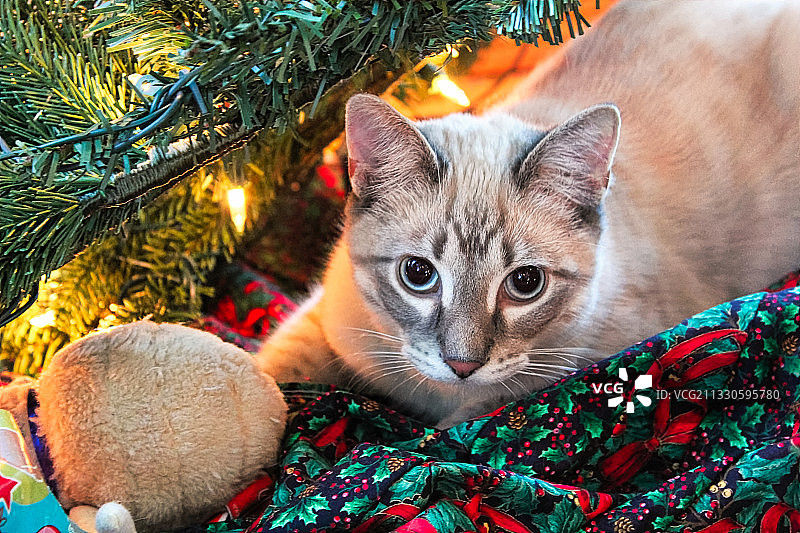 圣诞树旁的猫的特写肖像图片素材