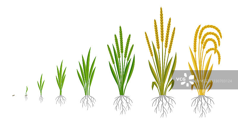 水稻植株生长阶段，谷物成熟阶段图片素材